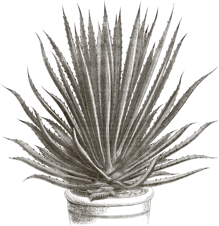 Agave karwinskii, the plant behind both cuishe and barril, in its pot: a wood engraving printed in 1877 under its old name, Agave corderoyi.