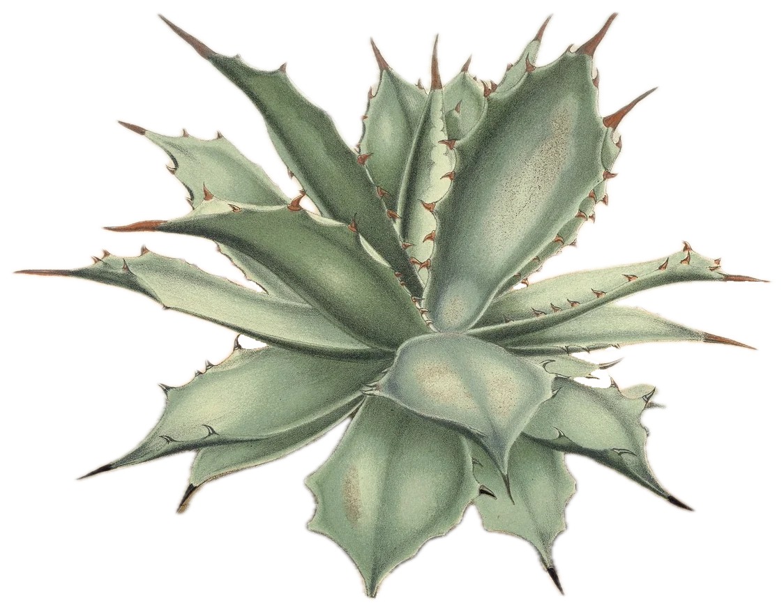 A tobalá agave, Agave potatorum, from a colour plate printed in 1868.