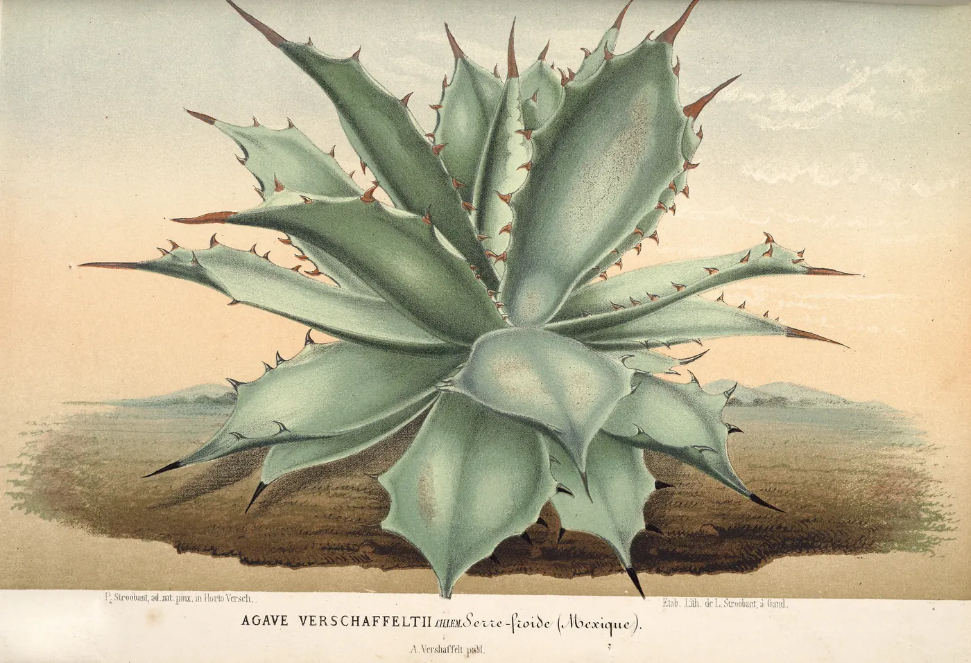 The whole 1868 colour plate the tobalá at the top of this page was cut from: the plant on open ground under a pale sky, with its printed title, Agave Verschaffeltii.